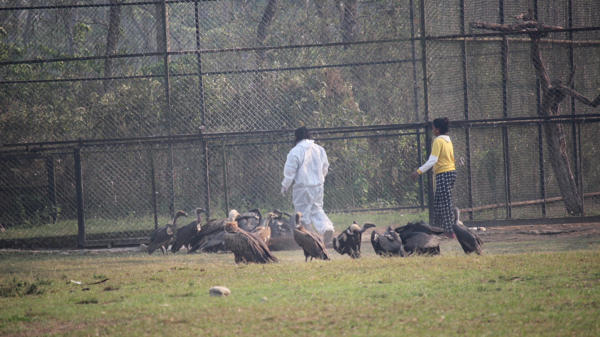 संरक्षण गरिएका १० गिद्ध प्रकृतिमा छाडिँयो