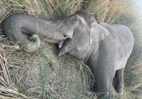 जङ्गली हात्ती मकुनाको मृत्यु