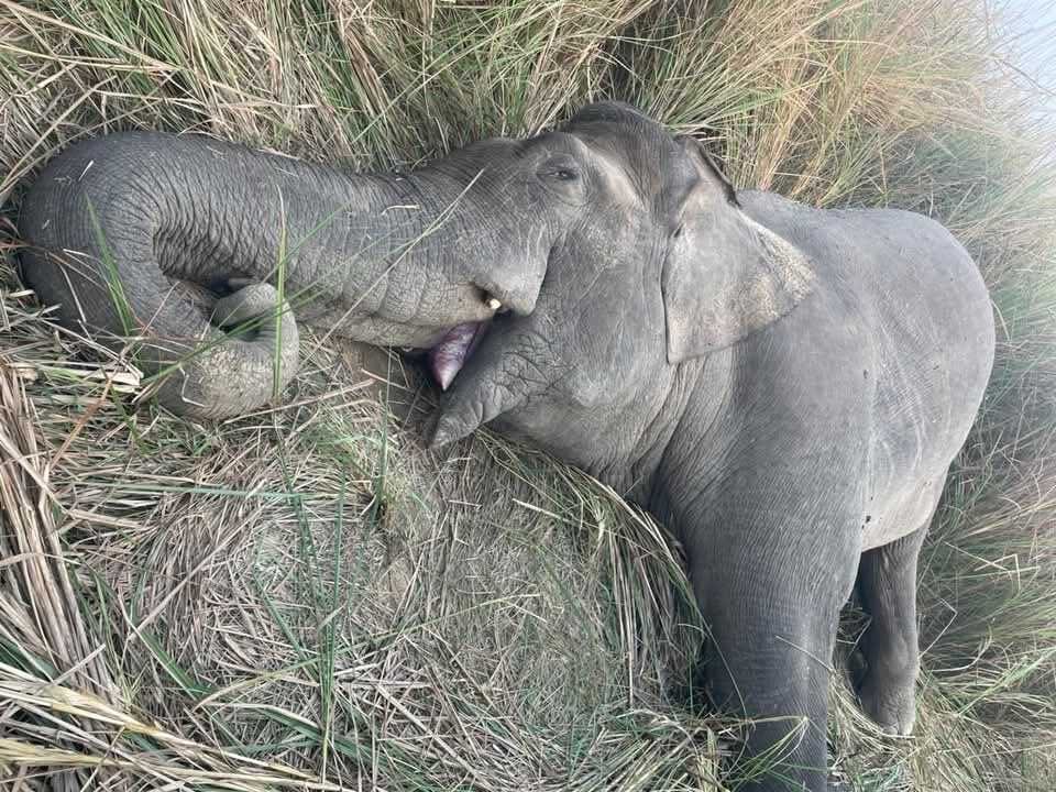 जङ्गली हात्ती मकुनाको मृत्यु